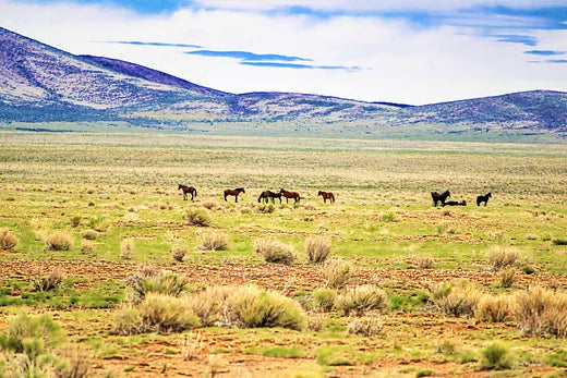 Be Amaze with the Gorgeous Mountain Views in Colorado! Buy Now!