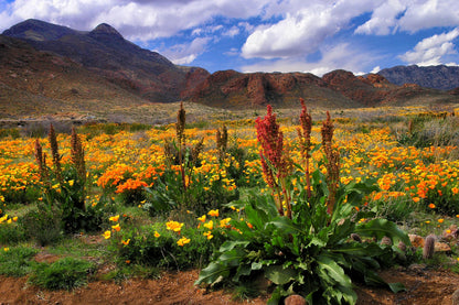 Scenic Desert Escape - Serene 0.56 Acres in El Paso, TX