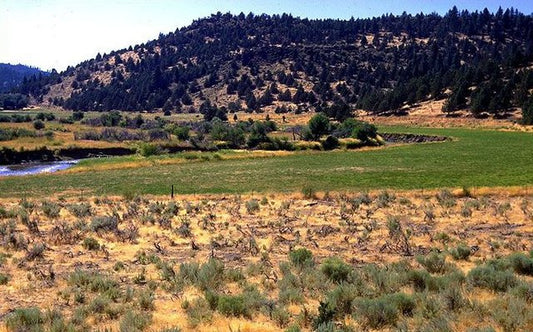 Half Price!! Beautiful Half-Acre Lot in Modoc, CA.