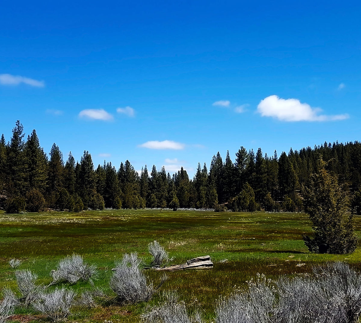 Half Price!! Beautiful Half-Acre Lot in Modoc, CA.